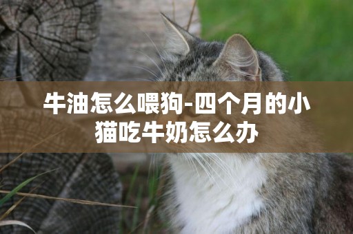 牛油怎么喂狗-四個月的小貓吃牛奶怎么辦