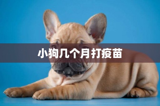 小狗幾個月打疫苗