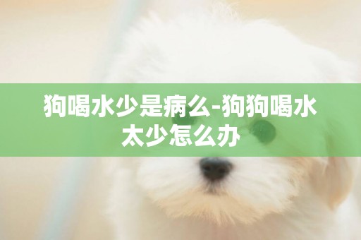 狗喝水少是病么-狗狗喝水太少怎么辦