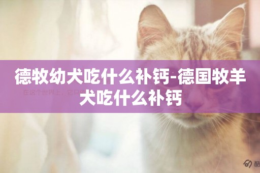 德牧幼犬吃什么補鈣-德國牧羊犬吃什么補鈣