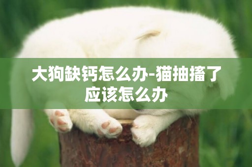大狗缺鈣怎么辦-貓抽搐了應該怎么辦