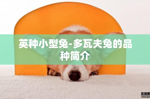 英種小型兔-多瓦夫兔的品種簡介