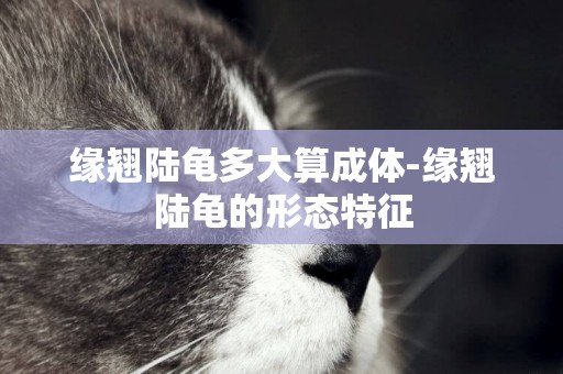 緣翹陸龜多大算成體-緣翹陸龜的形態特征