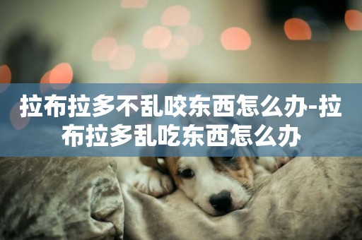 拉布拉多不亂咬東西怎么辦-拉布拉多亂吃東西怎么辦