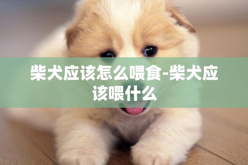 柴犬應該怎么喂食-柴犬應該喂什么