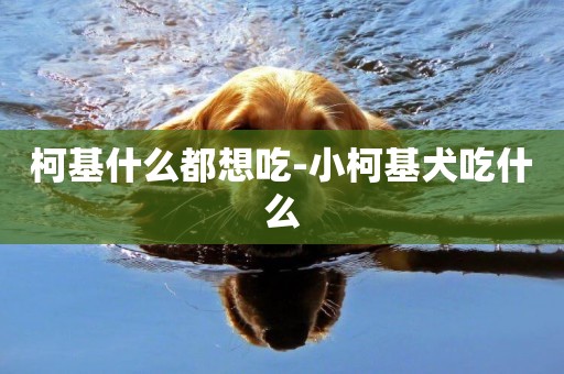 柯基什么都想吃-小柯基犬吃什么