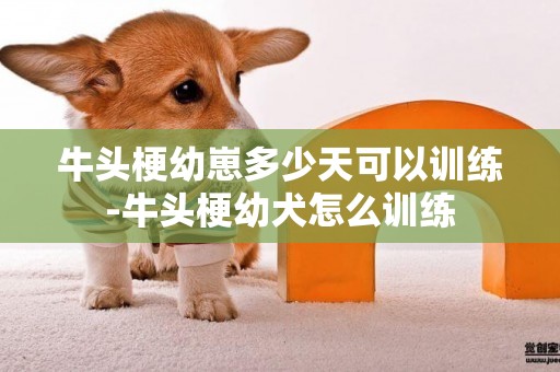 牛頭梗幼崽多少天可以訓練-牛頭梗幼犬怎么訓練