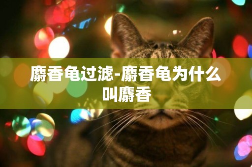 麝香龜過濾-麝香龜為什么叫麝香