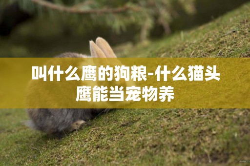叫什么鷹的狗糧-什么貓頭鷹能當寵物養