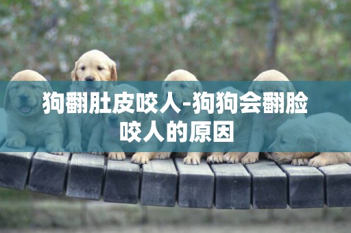 狗翻肚皮咬人-狗狗會翻臉咬人的原因