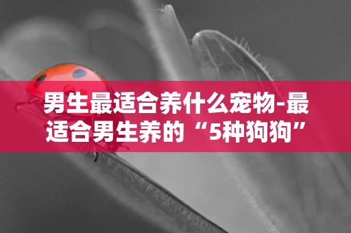 男生最適合養什么寵物-最適合男生養的“5種狗狗”
