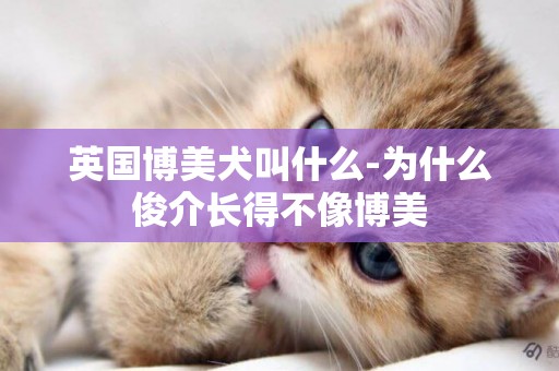 英國博美犬叫什么-為什么俊介長得不像博美