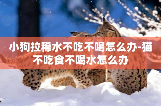 小狗拉稀水不吃不喝怎么辦-貓不吃食不喝水怎么辦
