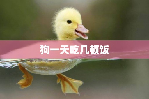 狗一天吃幾頓飯