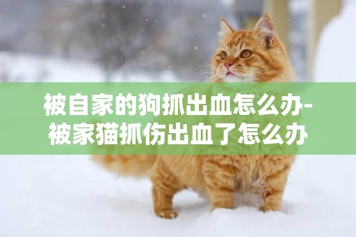 被自家的狗抓出血怎么辦-被家貓抓傷出血了怎么辦