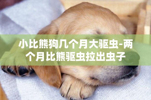 小比熊狗幾個月大驅蟲-兩個月比熊驅蟲拉出蟲子