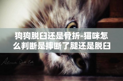 狗狗脫臼還是骨折-貓咪怎么判斷是摔斷了腿還是脫臼