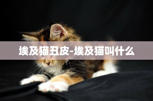埃及貓丑皮-埃及貓叫什么