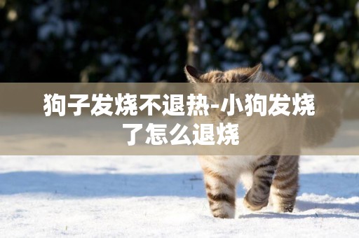 狗子發燒不退熱-小狗發燒了怎么退燒