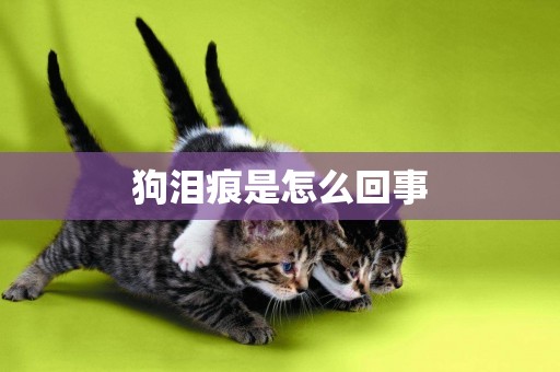 狗淚痕是怎么回事