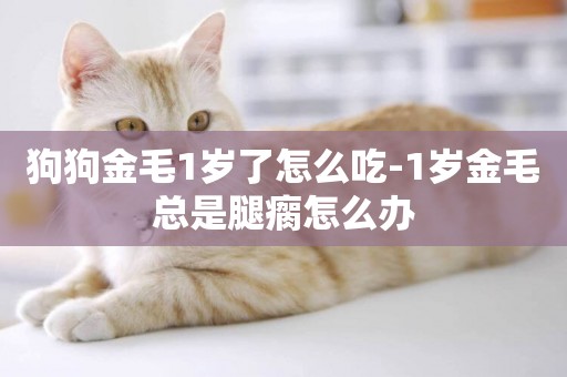 狗狗金毛1歲了怎么吃-1歲金毛總是腿瘸怎么辦