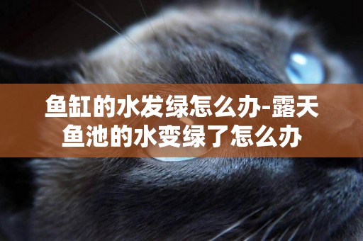 魚缸的水發綠怎么辦-露天魚池的水變綠了怎么辦