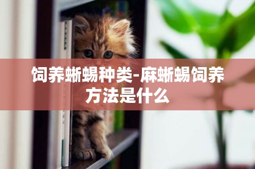 飼養蜥蜴種類-麻蜥蜴飼養方法是什么