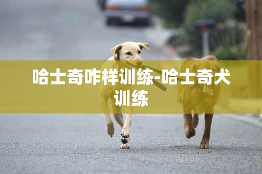 哈士奇咋樣訓練-哈士奇犬訓練