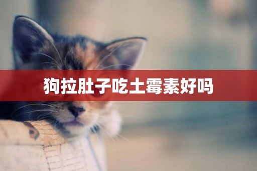 狗拉肚子吃土霉素好嗎