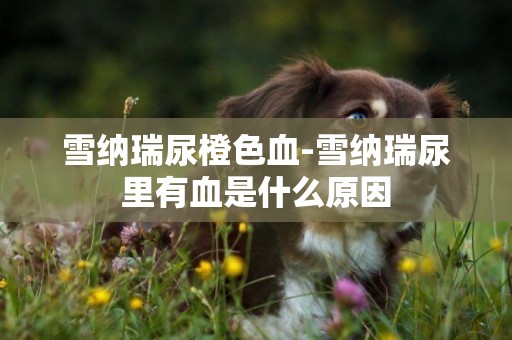 雪納瑞尿橙色血-雪納瑞尿里有血是什么原因