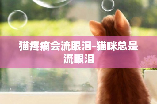 貓疼痛會流眼淚-貓咪總是流眼淚