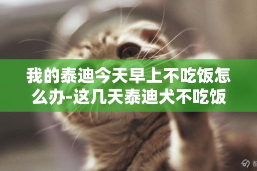 我的泰迪今天早上不吃飯怎么辦-這幾天泰迪犬不吃飯怎么辦