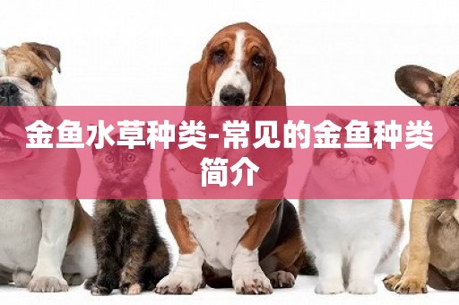 金魚水草種類-常見的金魚種類簡介