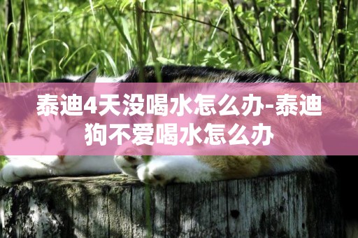 泰迪4天沒喝水怎么辦-泰迪狗不愛喝水怎么辦