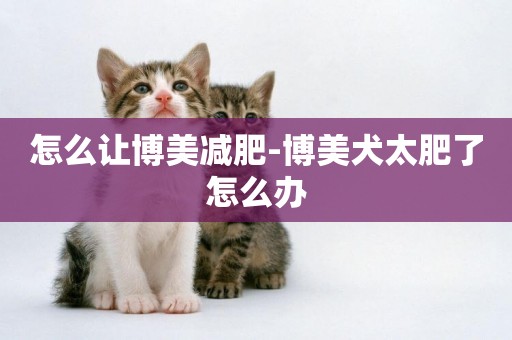怎么讓博美減肥-博美犬太肥了怎么辦