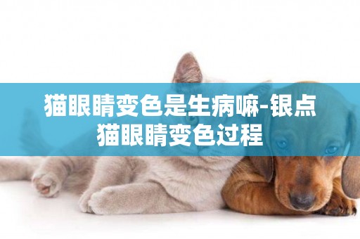 貓眼睛變色是生病嘛-銀點貓眼睛變色過程