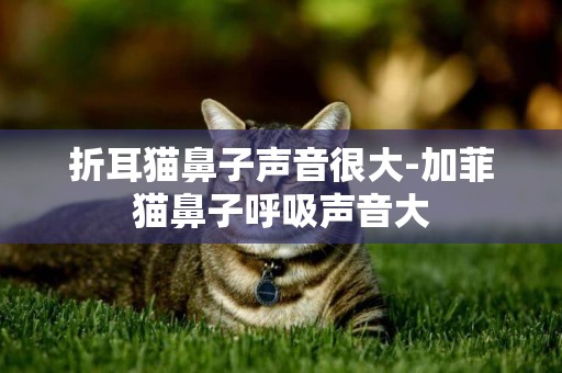 折耳貓鼻子聲音很大-加菲貓鼻子呼吸聲音大