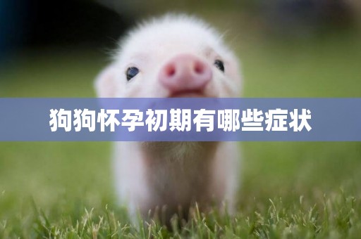 狗狗懷孕初期有哪些癥狀