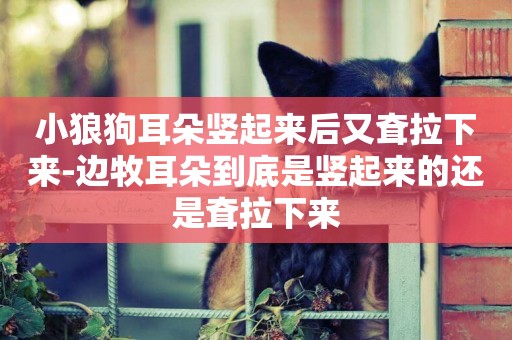 小狼狗耳朵豎起來后又耷拉下來-邊牧耳朵到底是豎起來的還是耷拉下來
