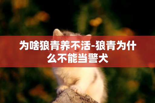為啥狼青養不活-狼青為什么不能當警犬