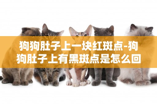 狗狗肚子上一塊紅斑點-狗狗肚子上有黑斑點是怎么回事