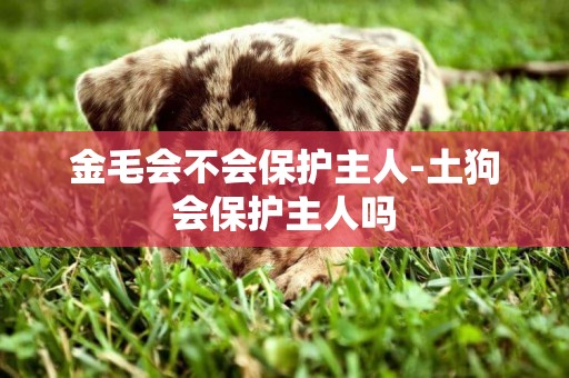 金毛會不會保護主人-土狗會保護主人嗎