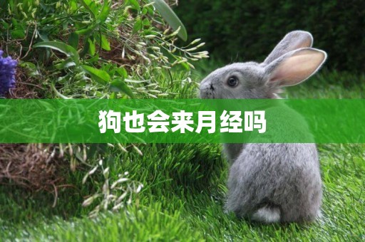 狗也會來月經嗎