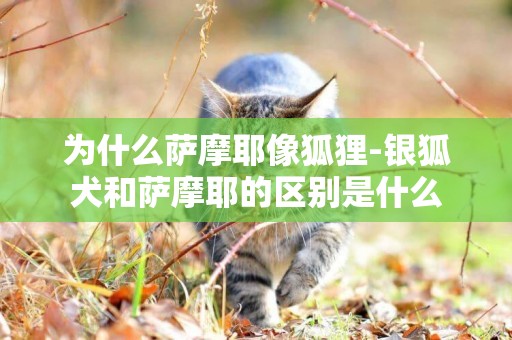 為什么薩摩耶像狐貍-銀狐犬和薩摩耶的區別是什么