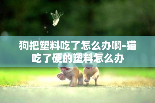 狗把塑料吃了怎么辦啊-貓吃了硬的塑料怎么辦