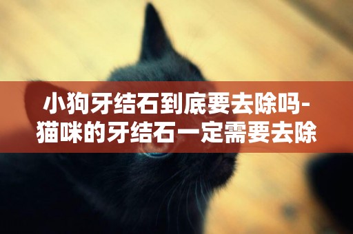 小狗牙結石到底要去除嗎-貓咪的牙結石一定需要去除嗎