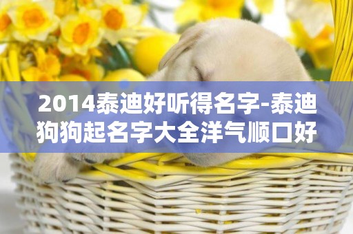 2014泰迪好聽得名字-泰迪狗狗起名字大全洋氣順口好聽的名字