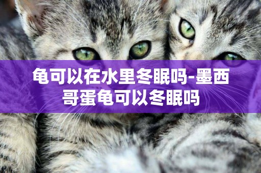 龜可以在水里冬眠嗎-墨西哥蛋龜可以冬眠嗎