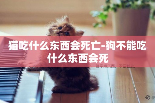 貓吃什么東西會死亡-狗不能吃什么東西會死