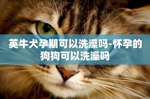 英牛犬孕期可以洗澡嗎-懷孕的狗狗可以洗澡嗎